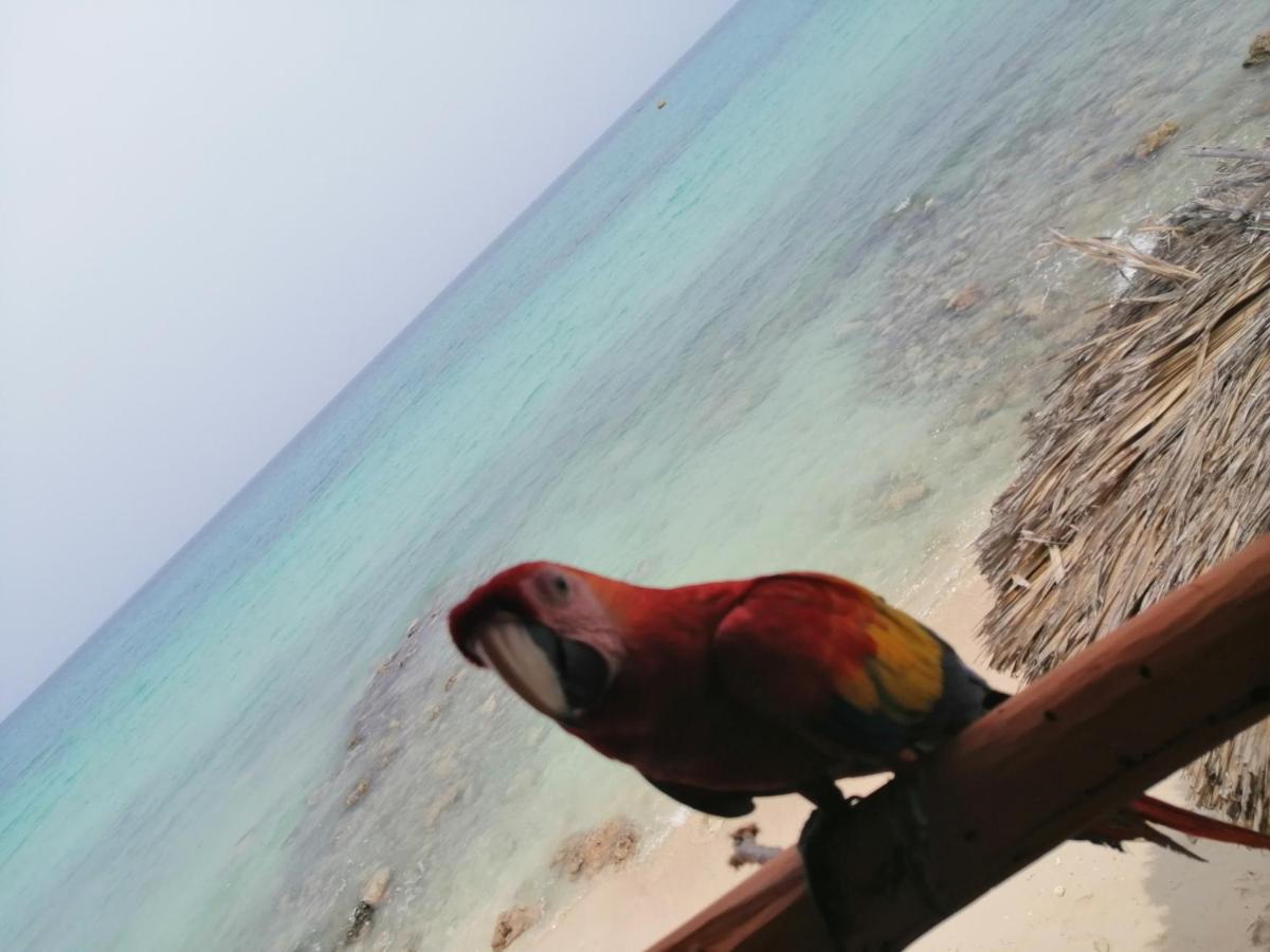 Playa Tortuga Cabana プラヤ・ブランカ エクステリア 写真