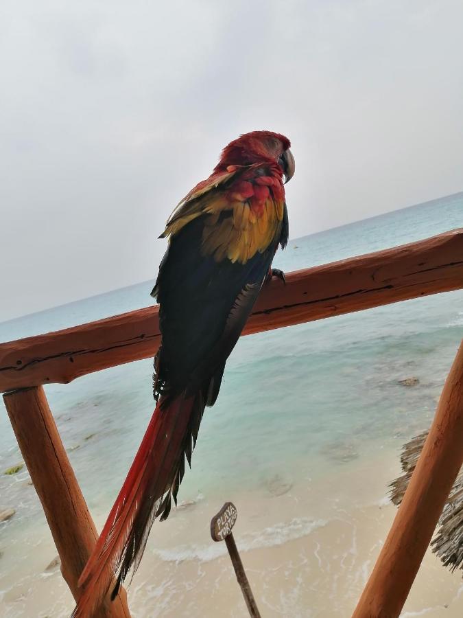 Playa Tortuga Cabana プラヤ・ブランカ エクステリア 写真